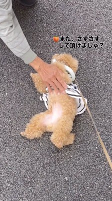 老人に撫でられてうっとりする犬