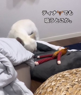 おもちゃで遊ぶ犬2