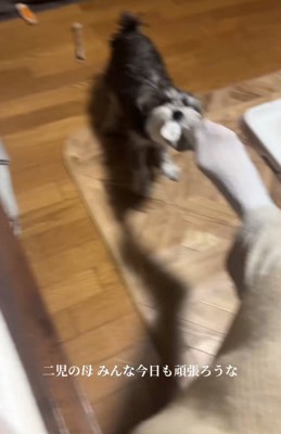 靴下を取ろうとする犬