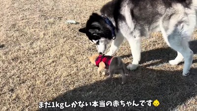 子犬に優しいお兄ちゃんに♡