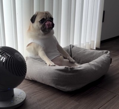 鼻を舐めながら座る犬