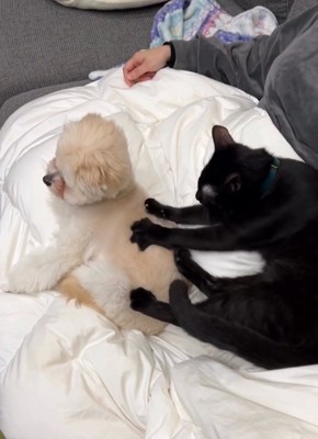犬の背中をマッサージする猫