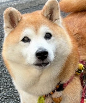 絶望の顔にクスッ