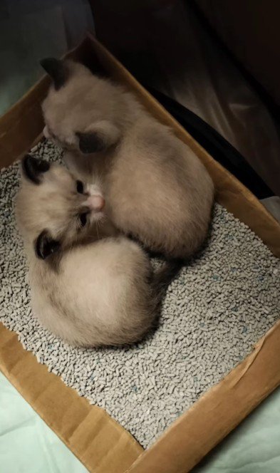 繋がれた命の物語に涙…