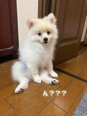 ラテくんのビフォーアフター4