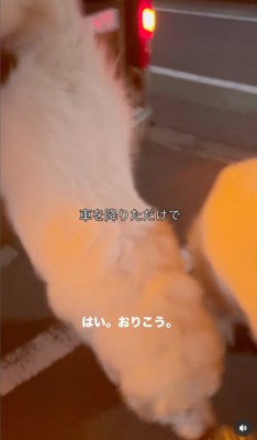 ようやく後に続いたグラくん!