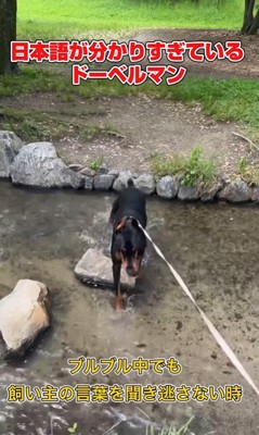 日本語を理解しすぎているルイくん6