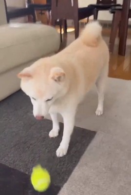 ボールを落とす銀くん