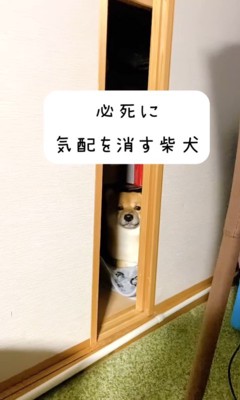 雷を怖がるとらちゃん