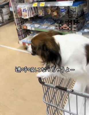 カートから前のめりになる犬