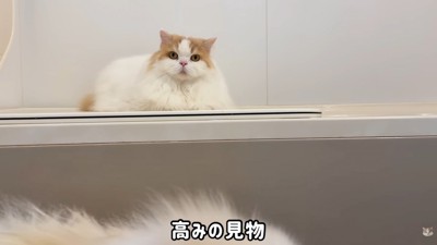 見守るレモンさん
