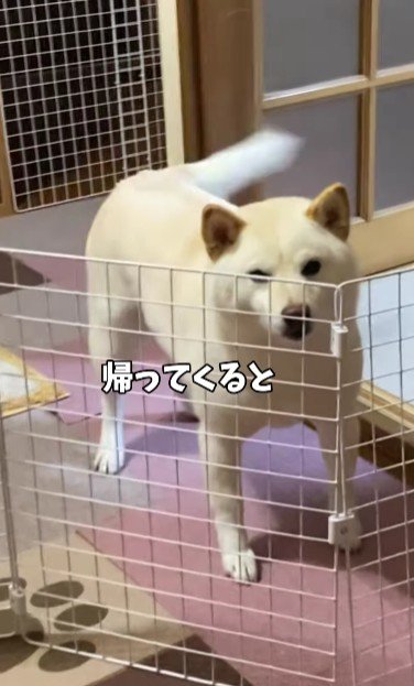 お兄ちゃんが帰ってきた