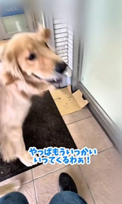 帰宅拒否するコロッケくん