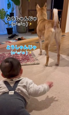 玄関の方を見る赤ちゃんと犬