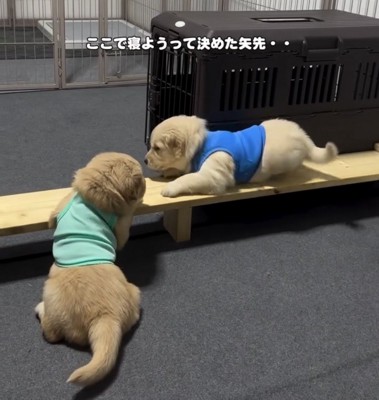 木の枠の上で向かい合う子犬たち