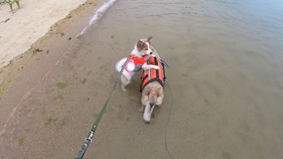 子猫たちとの出会い