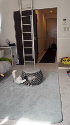 ペットハウスに頭を入れている犬にパンチをする猫