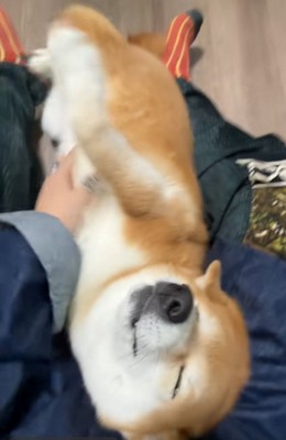 嬉しそうなコムギックスさん