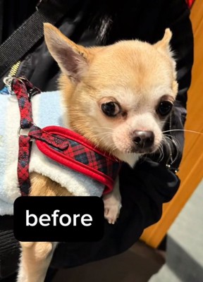 ネグレクトされていたおもちちゃん