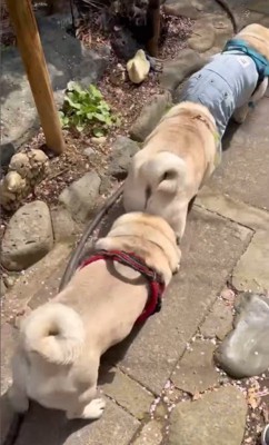 電車のように連結するパグの兄弟2