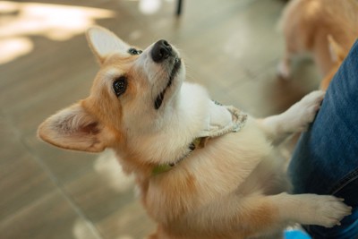 アピールする犬