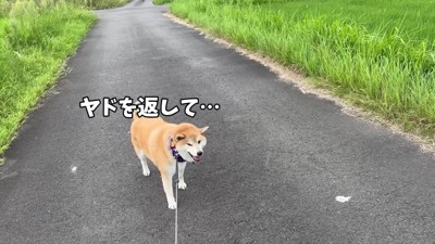 「カートに乗りたい…」