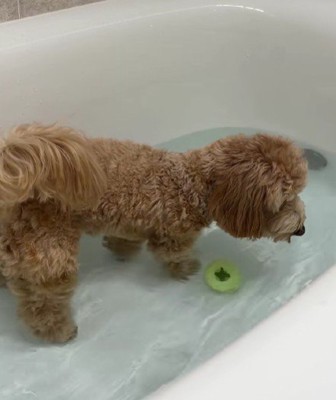 お湯を飲んで減らしてみる！？