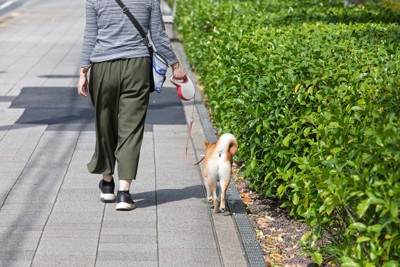 人と犬の後ろ姿、散歩中