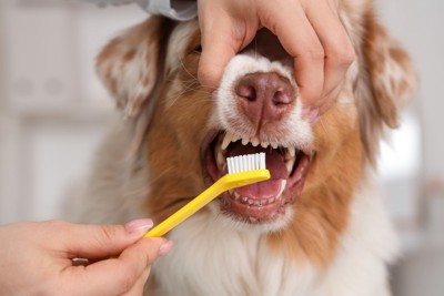 犬の歯磨き