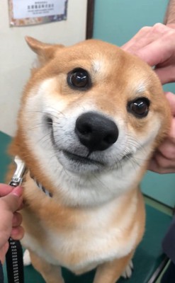 笑っているようなれお君