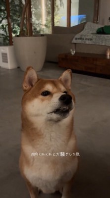 飼い主の目の前に座る犬