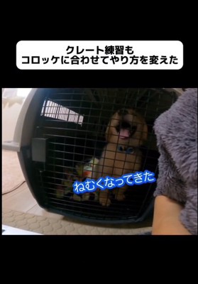 クレートでも落ち着くコロッケくん