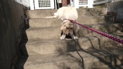 車に乗るのを拒否するギンちゃん5