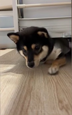 隙間に入ろうとする千幸ちゃん⑩