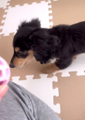 おもちゃのそばを通り過ぎる犬