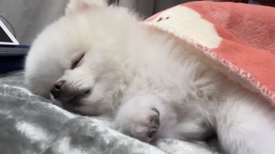 眠るマヨちゃん