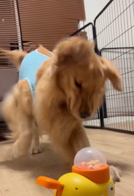 床を掘り始める福ちゃん