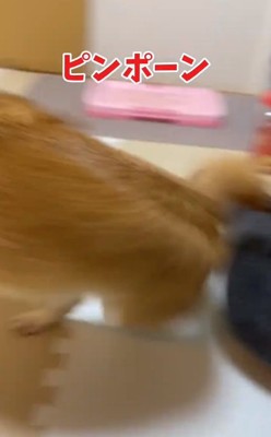 回り始めたはなちゃん