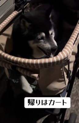 帰り道はカートだよ