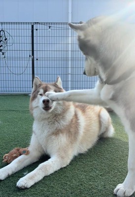 茶々丸くんとお友達