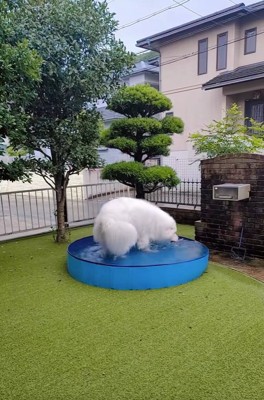 雨も気にしないミントくん
