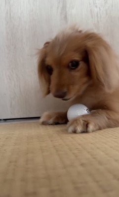 渡さないわよ!!