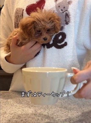 ティーカップと子犬