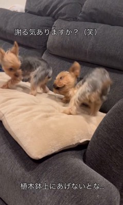 ソファーの上で暴れる小型犬達
