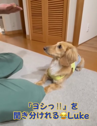 伏せたまま飼い主の指示を待つミニチュアダックスフンド