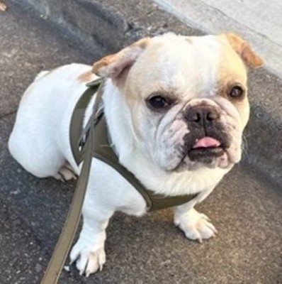 みやびちゃんを馬に加工3