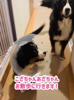 親子そろってお散歩へ
