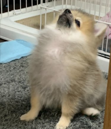 パヤパヤ