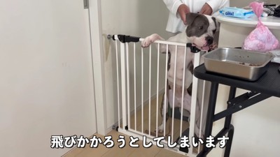 他の犬に凶暴性を見せる