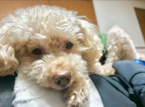 ビジュが変わるアレクくん3